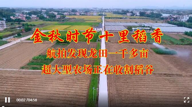 金秋时节十里稻香，航拍发现龙田一千多亩超大型农场正在收割稻谷